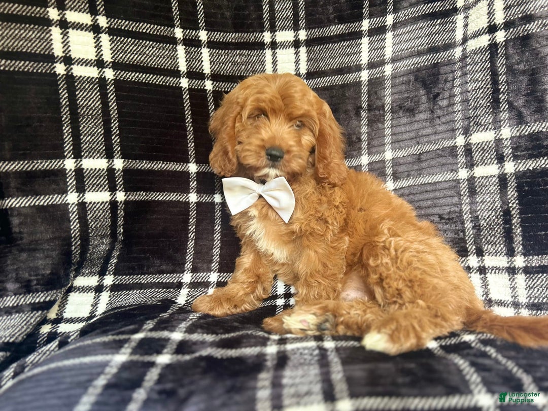 Cavapoo dogs for sale: Whiskey - Image 3