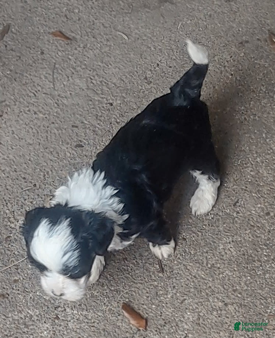 Shih Tzu dogs for sale: G Baby - Image 1