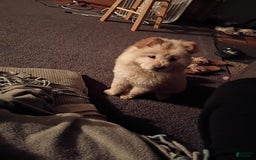 Chow Chow dogs for sale: Zoe - Image 10