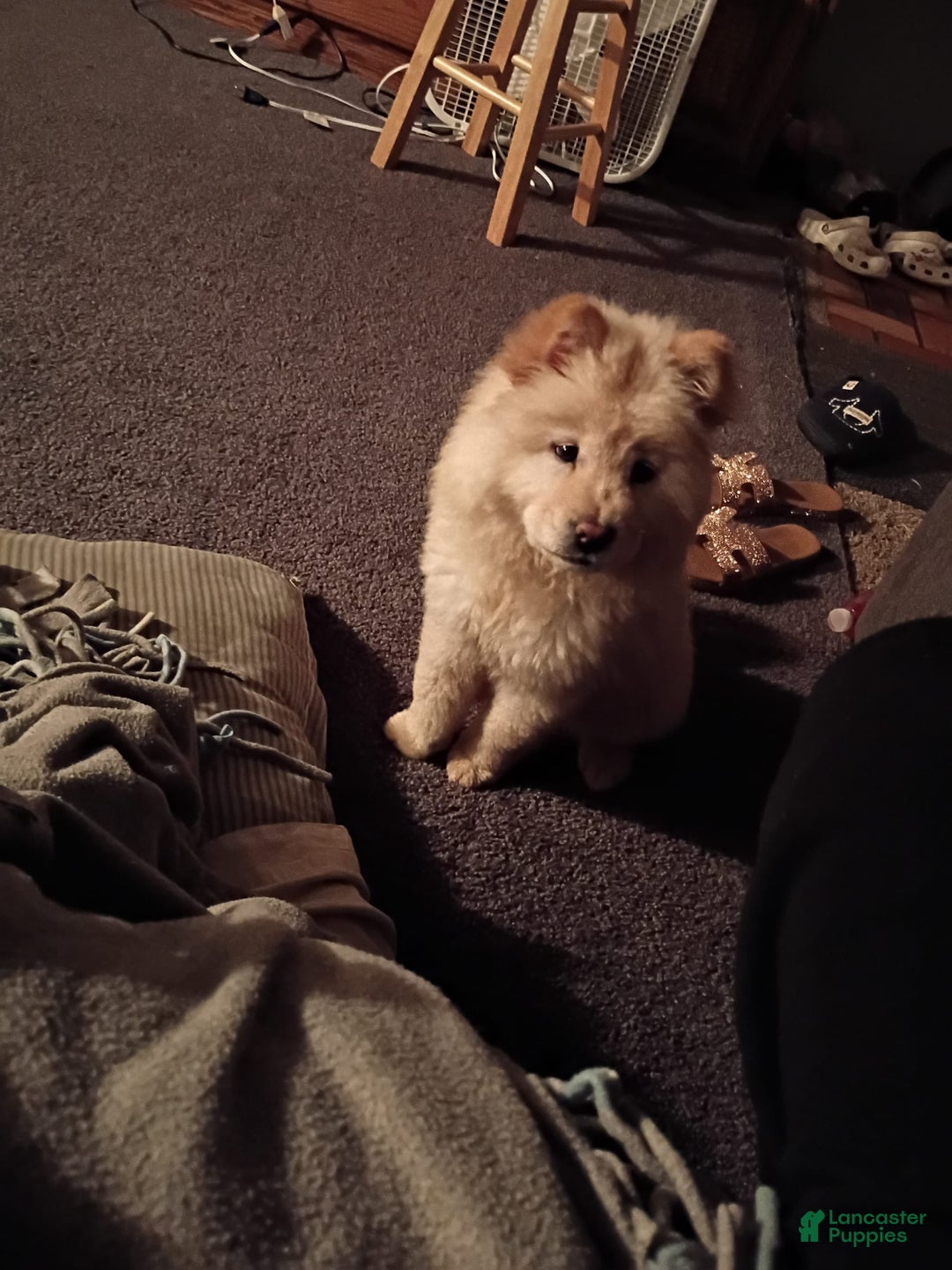 Chow Chow dogs for sale: Zoe - Image 10