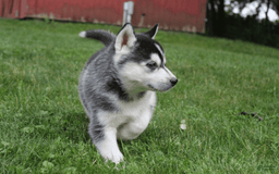 Siberian Husky dogs for sale: Alaska - Image 5