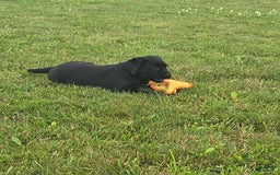 Labrador Retriever dogs for sale: Chelsea - Image 2