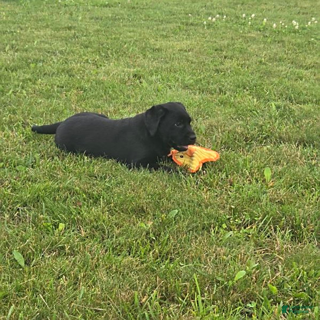 Labrador Retriever dogs for sale: Chelsea - Image 2