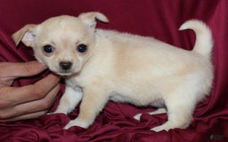 Chihuahua dogs for sale: Ivy - Image 2
