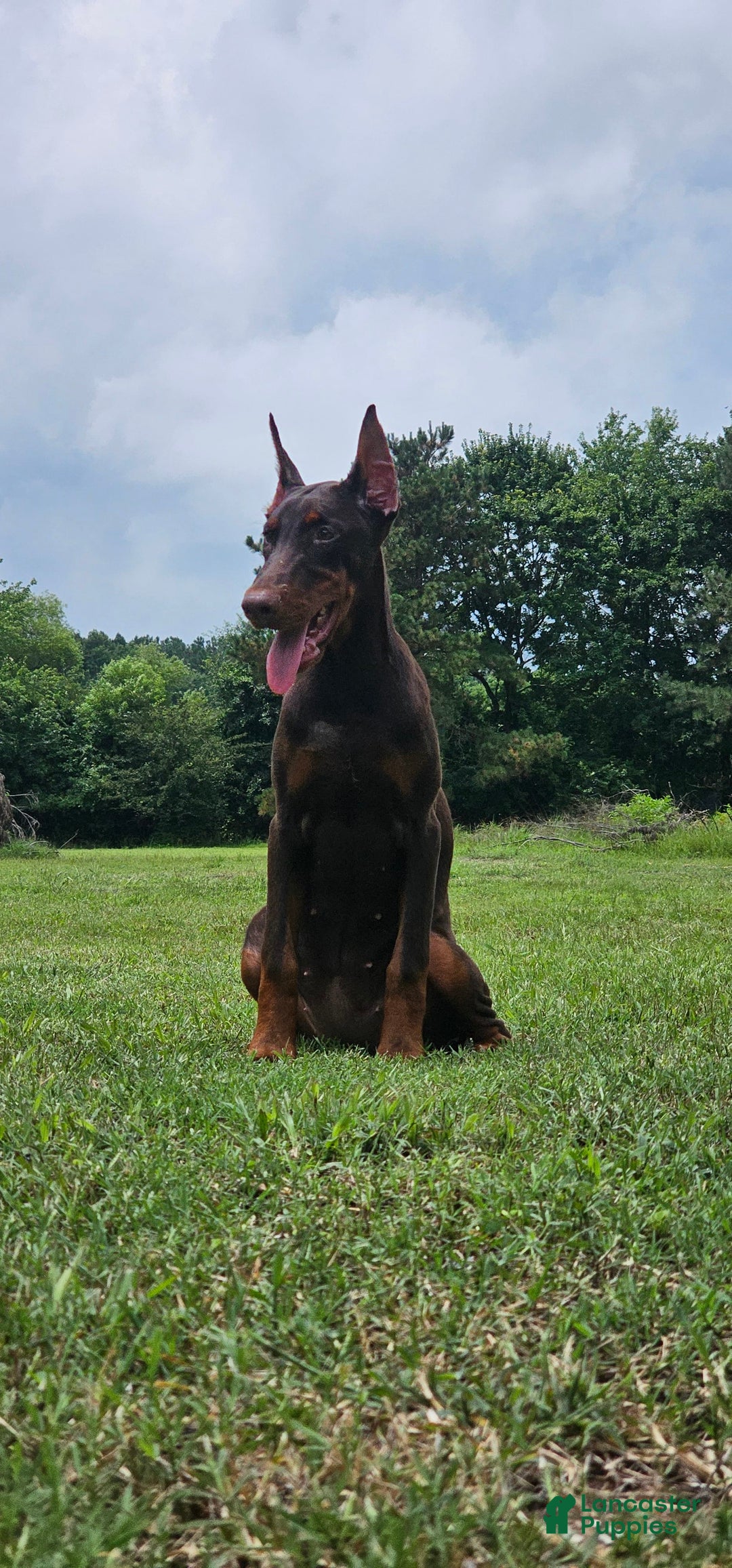 Doberman Pinscher dogs for sale: Nala - Image 4