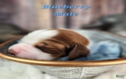 English Springer Spaniel dogs for sale: Blueberry - Image 1