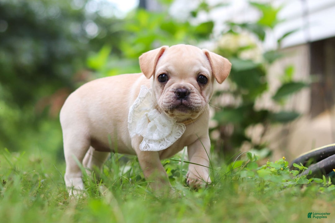 French Bulldog dogs for sale: Margo - Image 5
