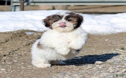 Shihpoo dogs for sale: Anya - Image 7