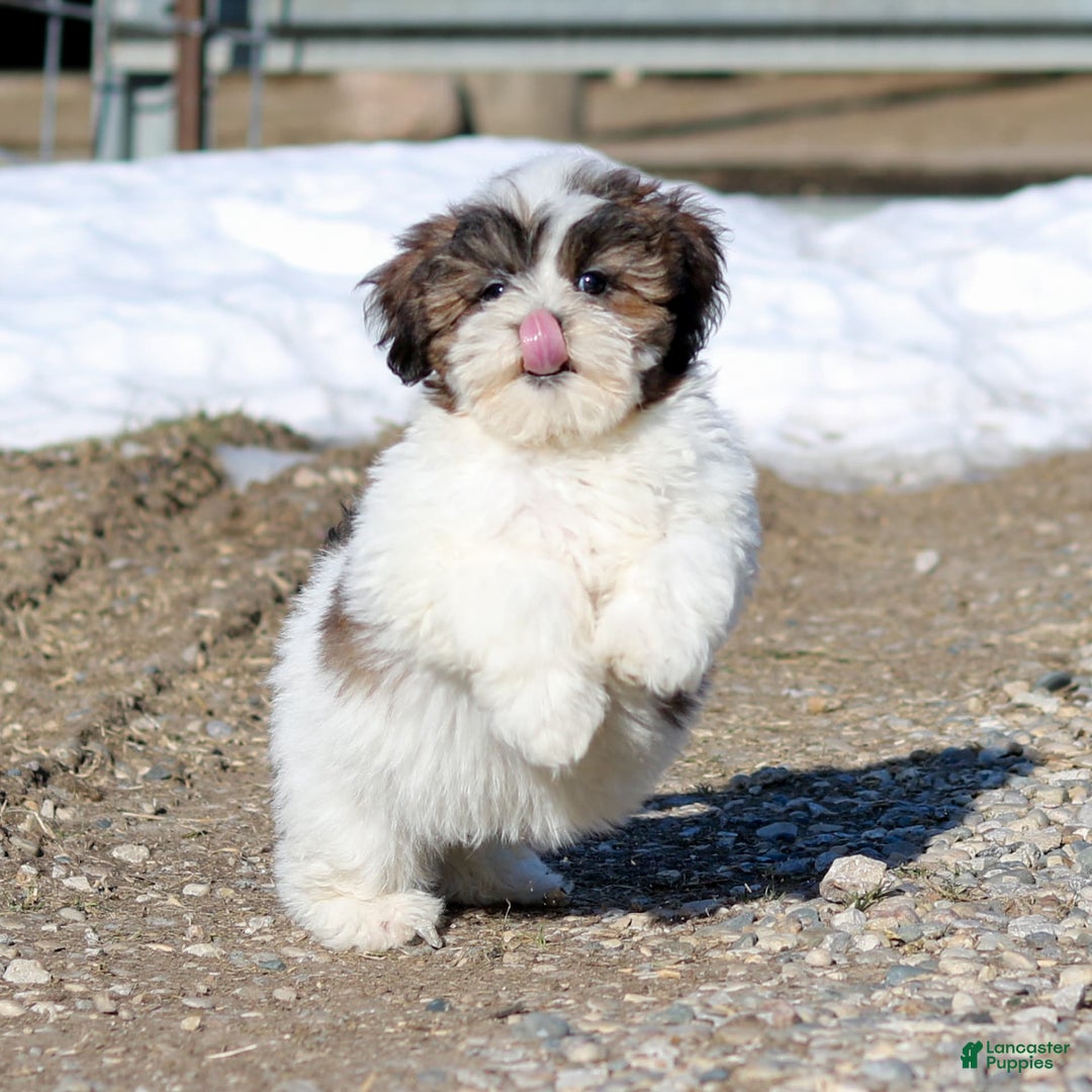 Shihpoo dogs for sale: Anya - Image 7
