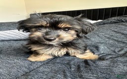 Miniature Dachshund dogs for sale: Mookie - Image 1
