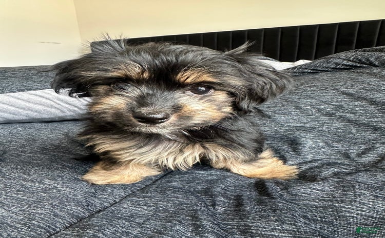 Miniature Dachshund dogs for sale - Ad 3
