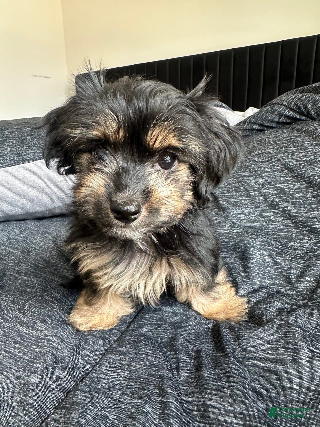 Miniature Dachshund dogs for sale: Mookie - Image 1