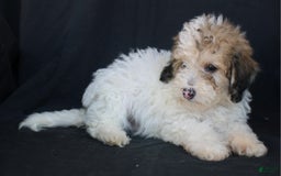 Bichpoo dogs for sale: Petie - Image 3