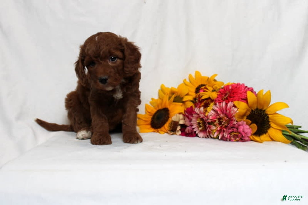 Mini Goldendoodle dogs for sale: Holly - Image 4