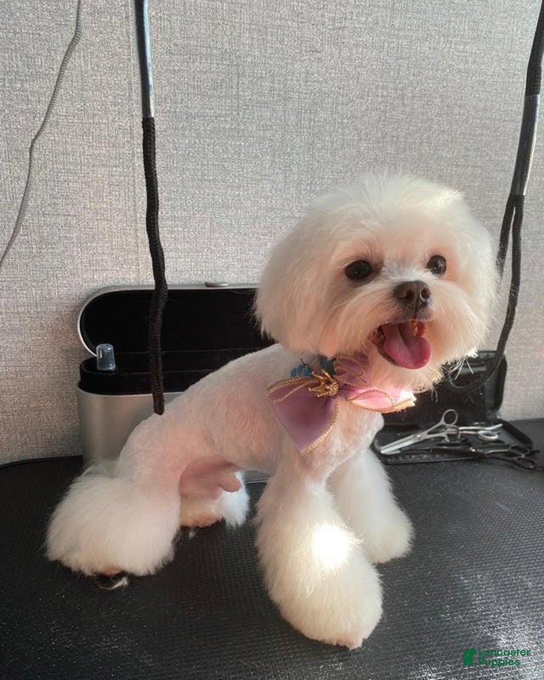 Maltipoo dogs for sale: Ray - Image 5