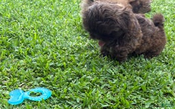 Shih Tzu dogs for sale: Kaylee - Image 8