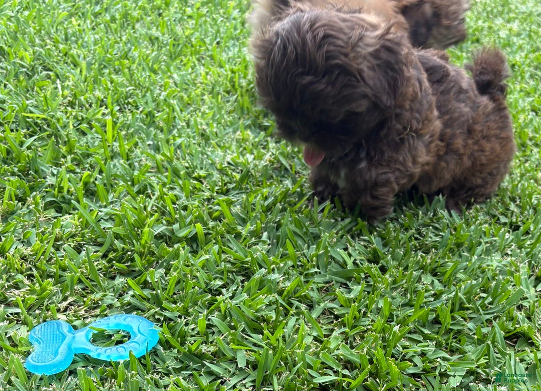 Shih Tzu dogs for sale: Kaylee - Image 8
