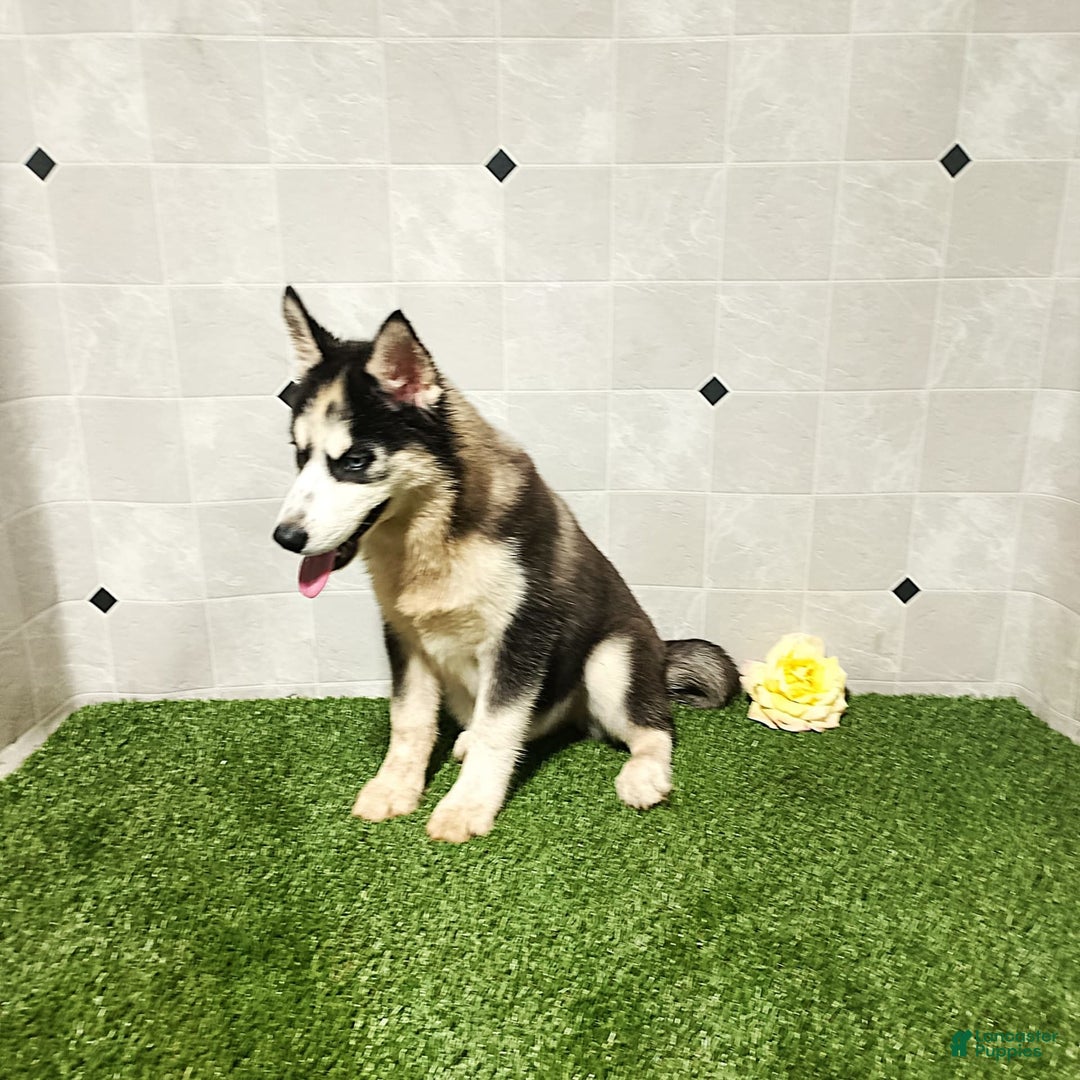 Siberian Husky dogs for sale: Babe - Image 6