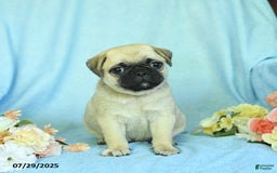 Pug dogs for sale: Bailey - Image 1