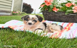 Welsh Corgi Pembroke dogs for sale: Tonto - Image 5