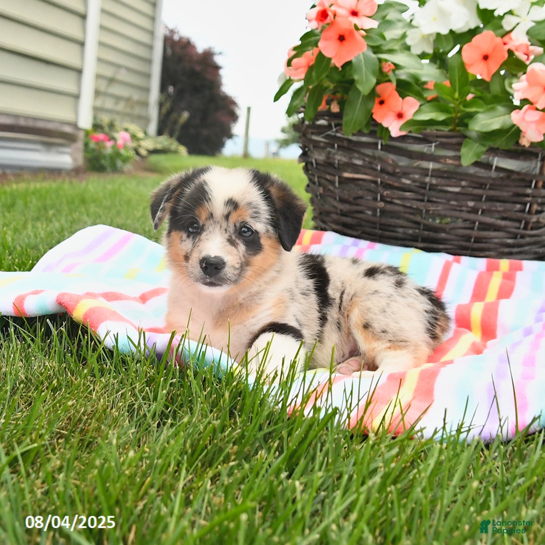 Welsh Corgi Pembroke dogs for sale: Tonto - Image 5