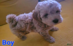Maltipoo dogs for sale: Tucker - Image 3