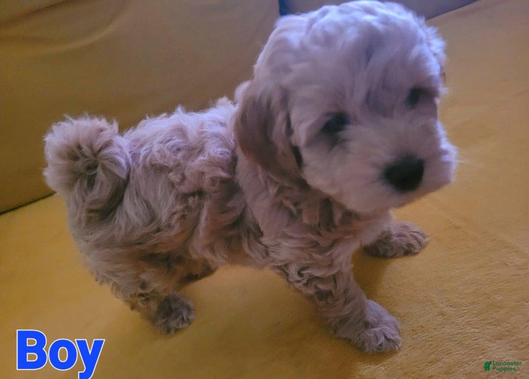 Maltipoo dogs for sale: Tucker - Image 3