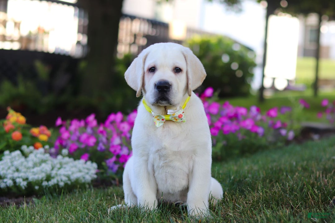 Labrador Retriever dogs for sale: Stormy - Image 4