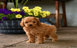 Cockapoo dogs for sale: Cockapoo 9 puppies - Image 13