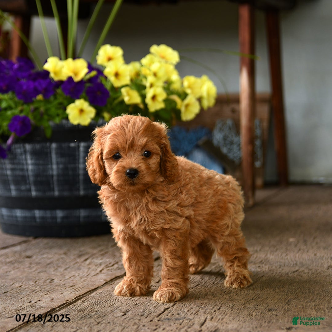 Cockapoo dogs for sale: Cockapoo 9 puppies - Image 13