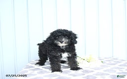 Toy Poodle dogs for sale: Kobey - Image 14