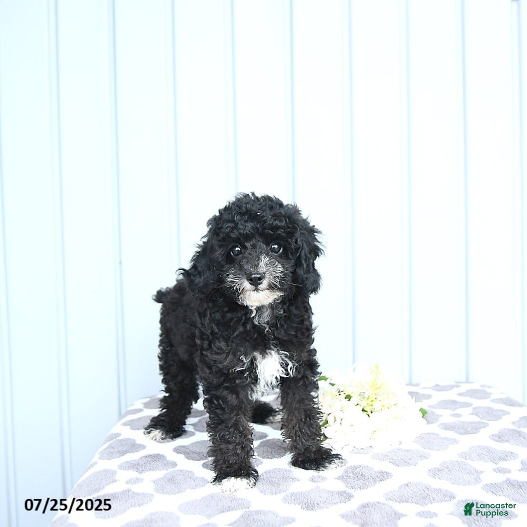 Toy Poodle dogs for sale: Kobey - Image 14