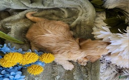 Shihpoo dogs for sale: Maverick - Image 9