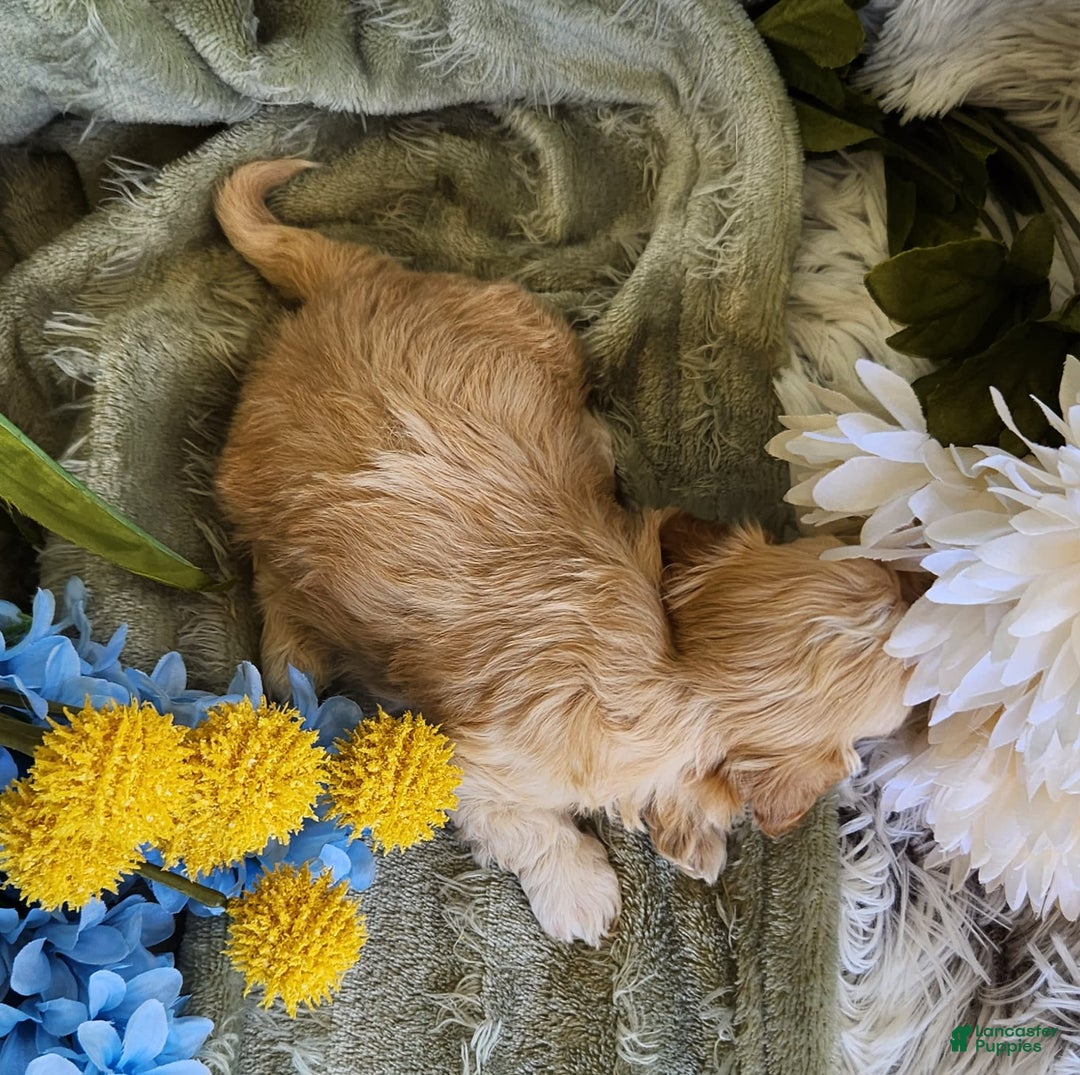 Shihpoo dogs for sale: Maverick - Image 9