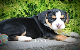Beabull dogs for sale: Leo - Image 4