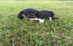 Basset Hound dogs for sale: Puddin - Image 2