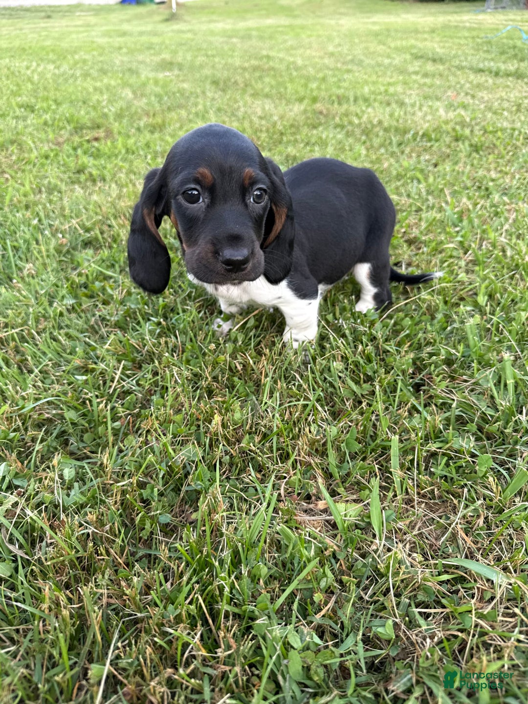 Basset Hound dogs for sale: Puddin - Image 2