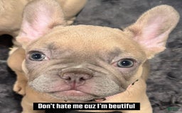 French Bulldog dogs for sale: Blessing - Image 2
