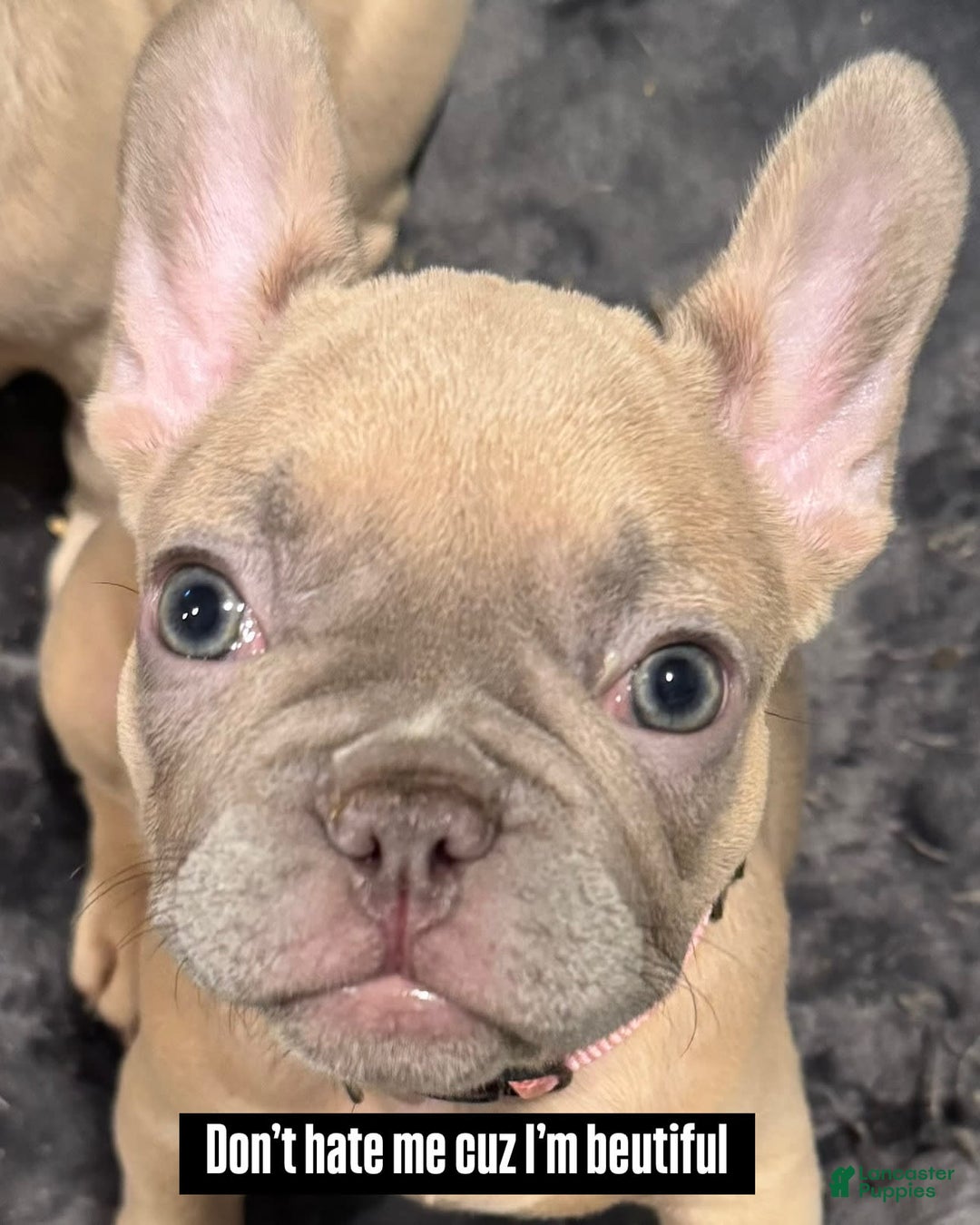 French Bulldog dogs for sale: Blessing - Image 2