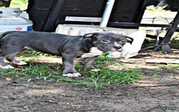 American Bully dogs for sale: American Bully 2 puppies - Image 5