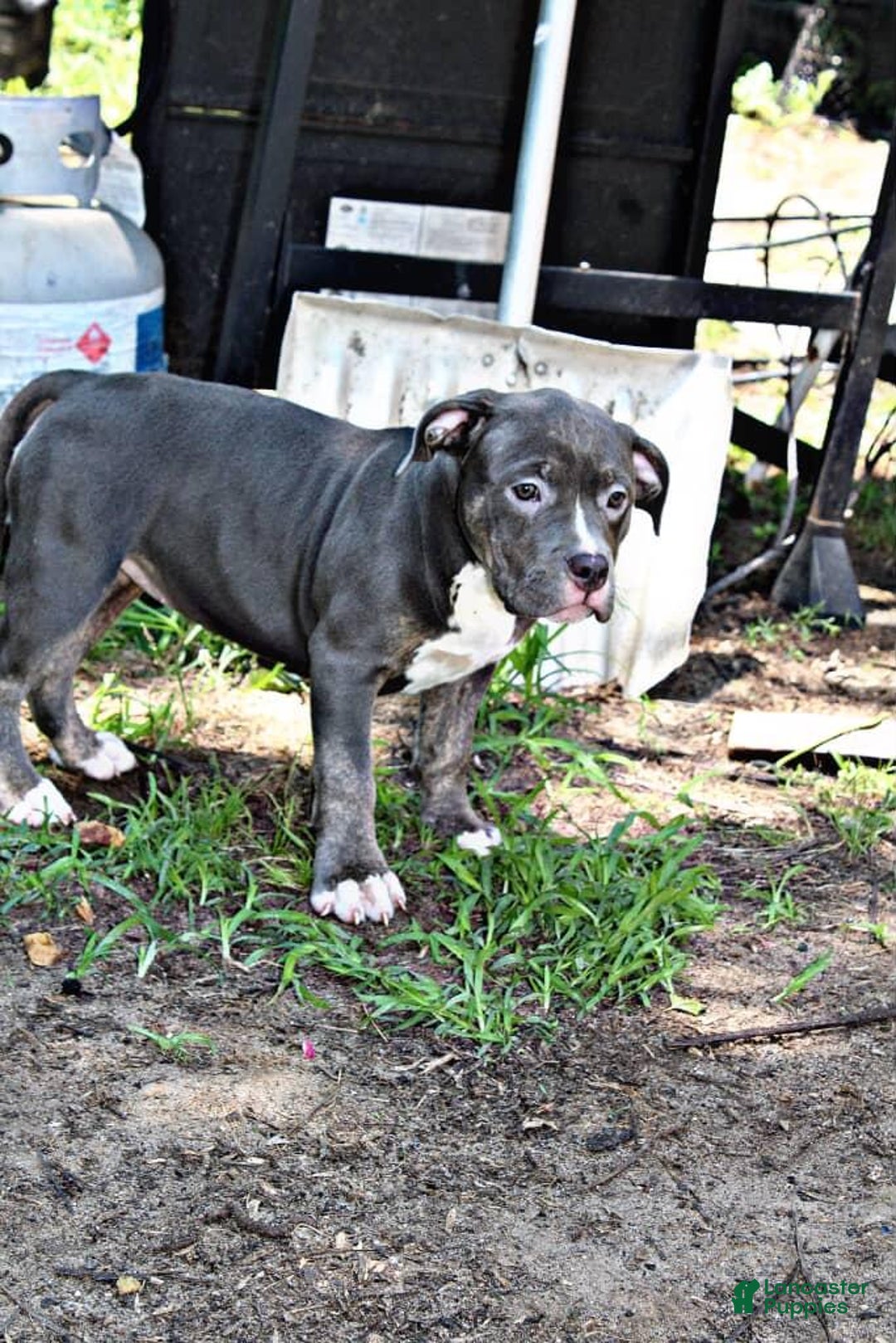 American Bully dogs for sale: American Bully 2 puppies - Image 5
