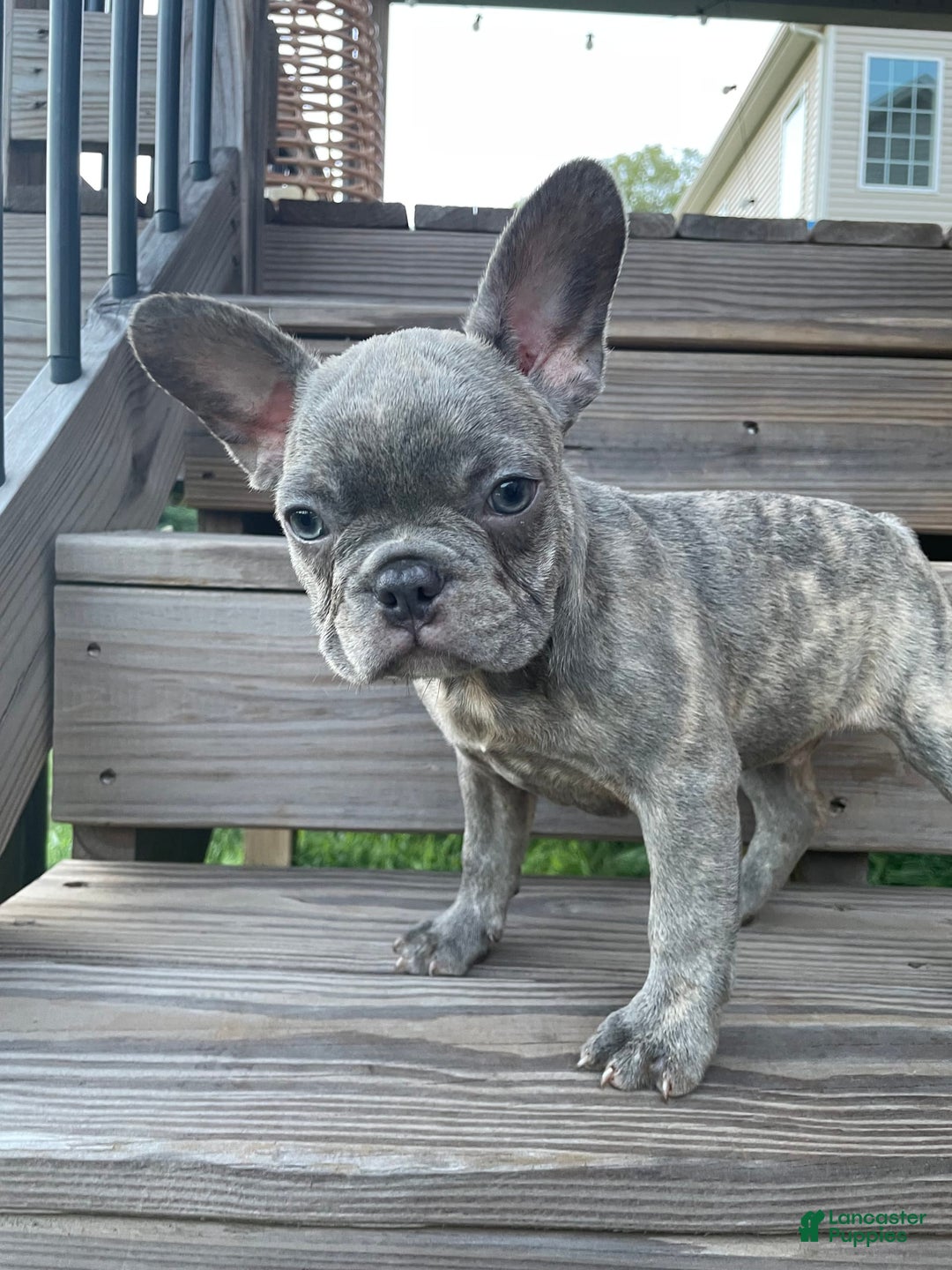 French Bulldog dogs for sale: Dallas - Image 2
