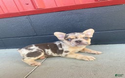 French Bulldog dogs for sale: Zookie - Image 7