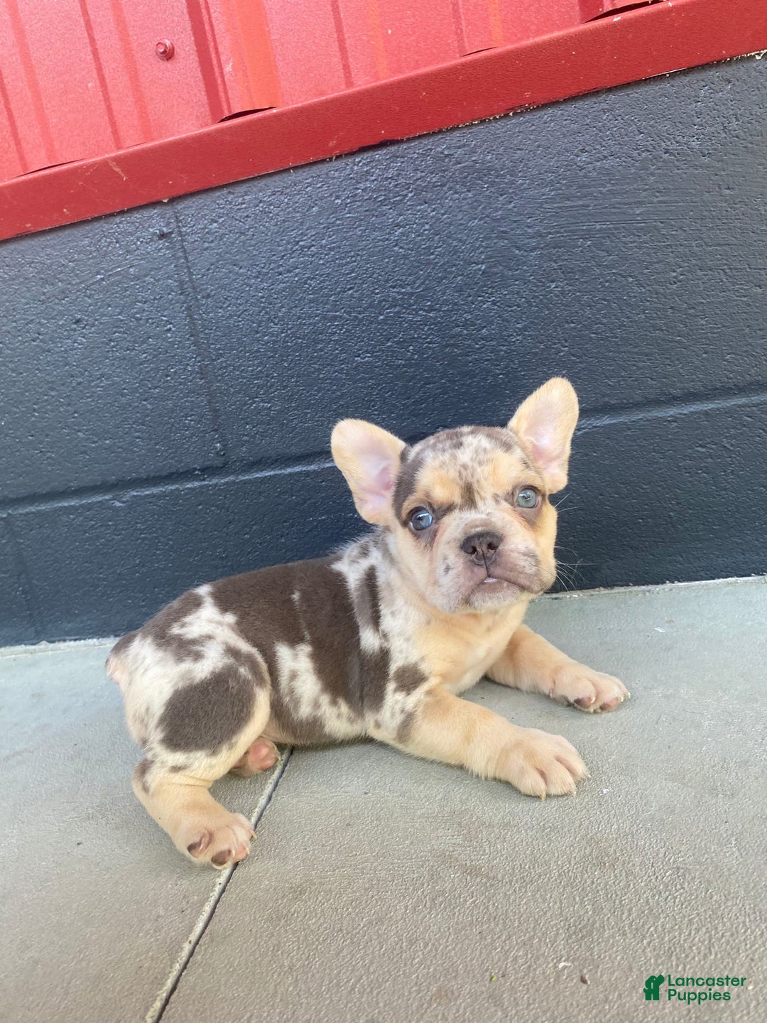 French Bulldog dogs for sale: Zookie - Image 7
