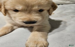 Golden Retriever dogs for sale: Peaches - Image 2