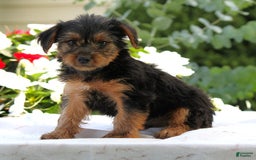 Yorkshire Terrier dogs for sale: Blake - Image 2