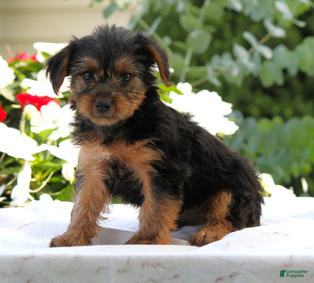 Yorkshire Terrier dogs for sale: Blake - Image 2