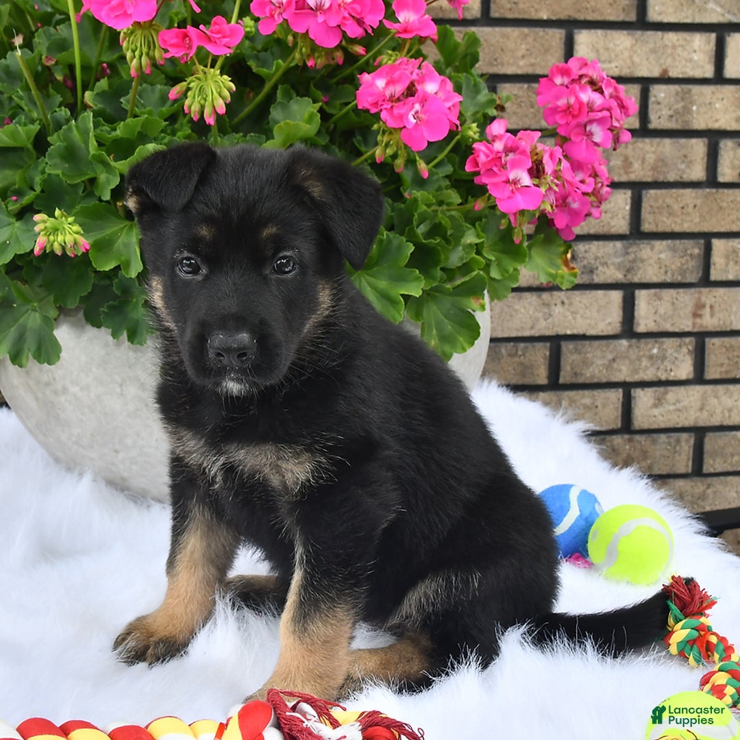 German Shepherd dogs for sale: Alex - Image 3