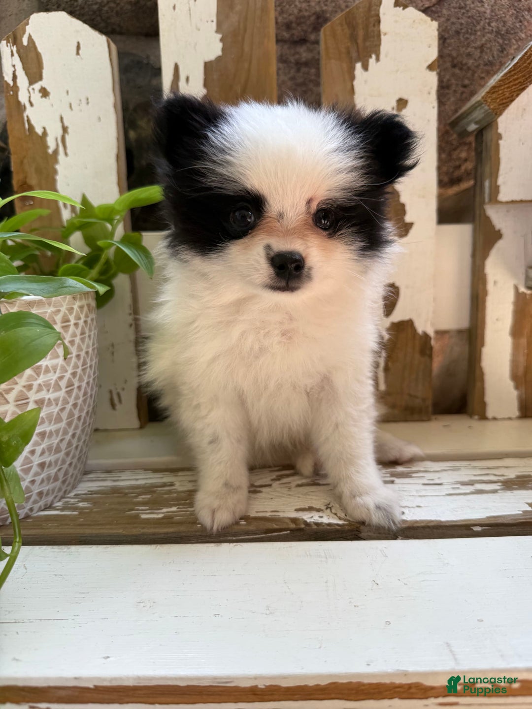 Pomeranian dogs for sale: Bear - Image 4