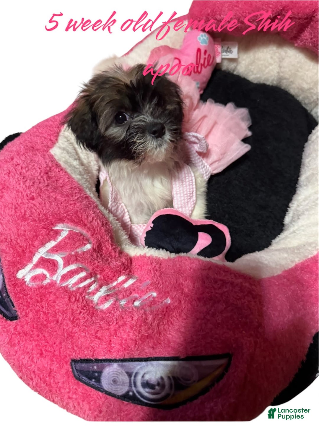 Shihpoo dogs for sale: Sweet - Image 3